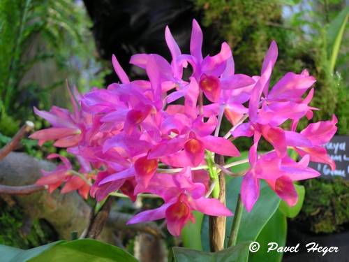 Cattleya guatemalensis